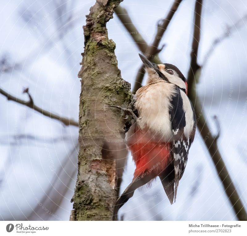 Great spotted woodpecker on tree trunk Nature Animal Sky Sunlight Beautiful weather Tree Forest Wild animal Bird Animal face Wing Claw Spotted woodpecker