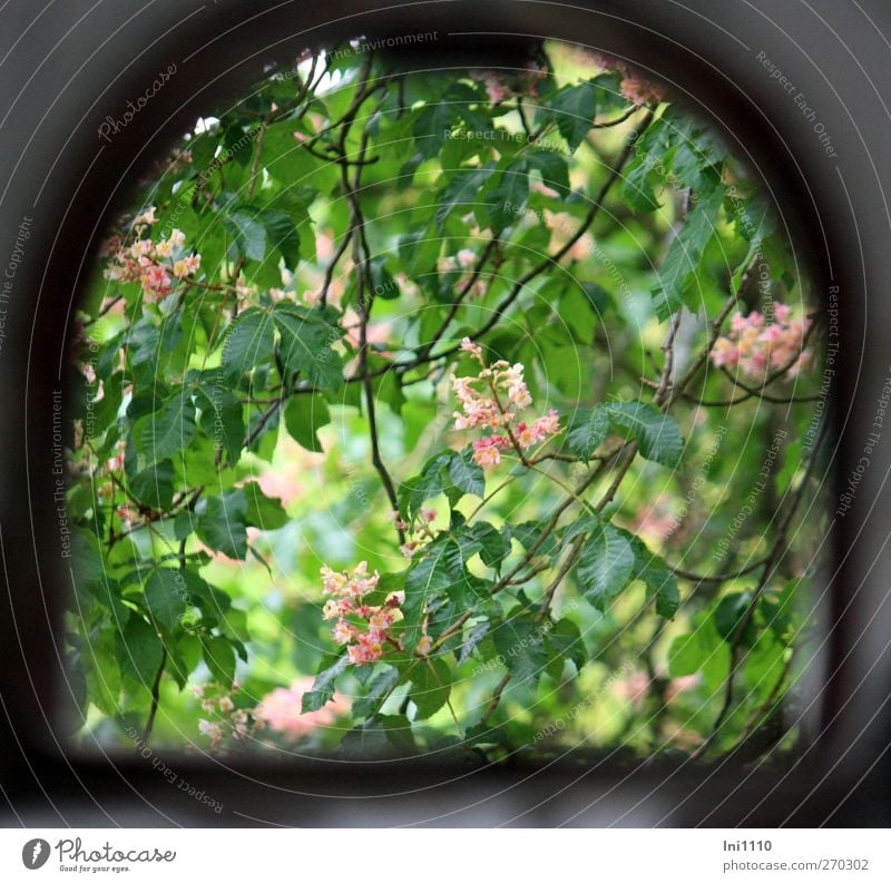 View through the window on blossoming chestnut tree Nature Plant Sunlight Spring Beautiful weather Tree Leaf Blossom Chestnut tree Park Ruin Window Blossoming