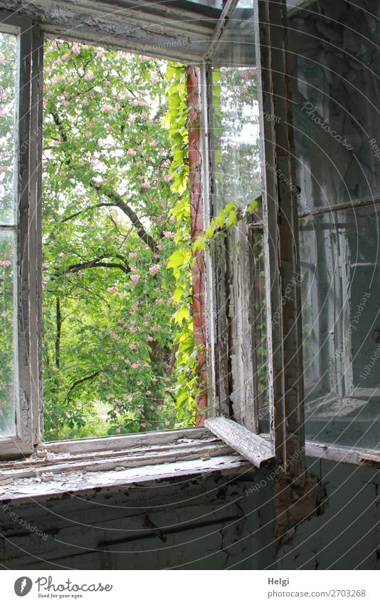 open old window in a dilapidated building with view into a spring garden Environment Nature Plant Beautiful weather tree flaked Vine leaf