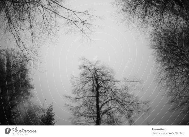Fog in the forest Environment Nature Plant Sky Winter Tree Forest Dark Natural Gray Black White Emotions Double exposure Black & white photo Exterior shot