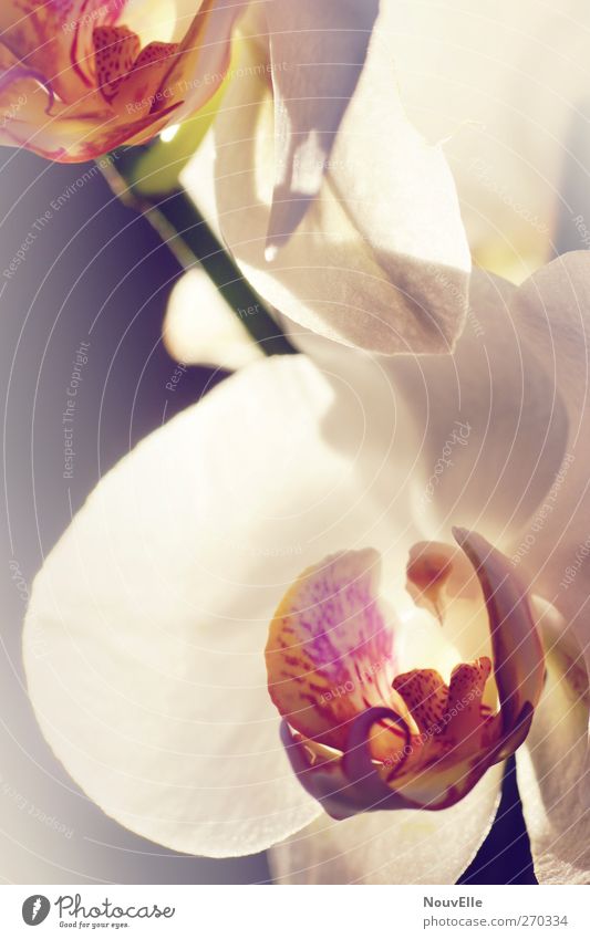 Awaking. Plant Orchid Fragrance Elegant Soft Violet Pink Colour photo Interior shot Copy Space middle