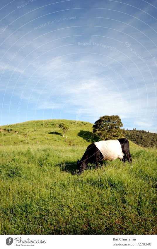 Bi Color Cow Landscape Grass Meadow Animal 1 Colour photo Copy Space top Copy Space bottom Animal portrait