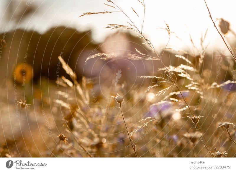 Wild flowers and grasses in golden autumn Environment Nature Landscape Plant Sun Summer Autumn Climate Beautiful weather Warmth Flower Grass Blossom Wild plant