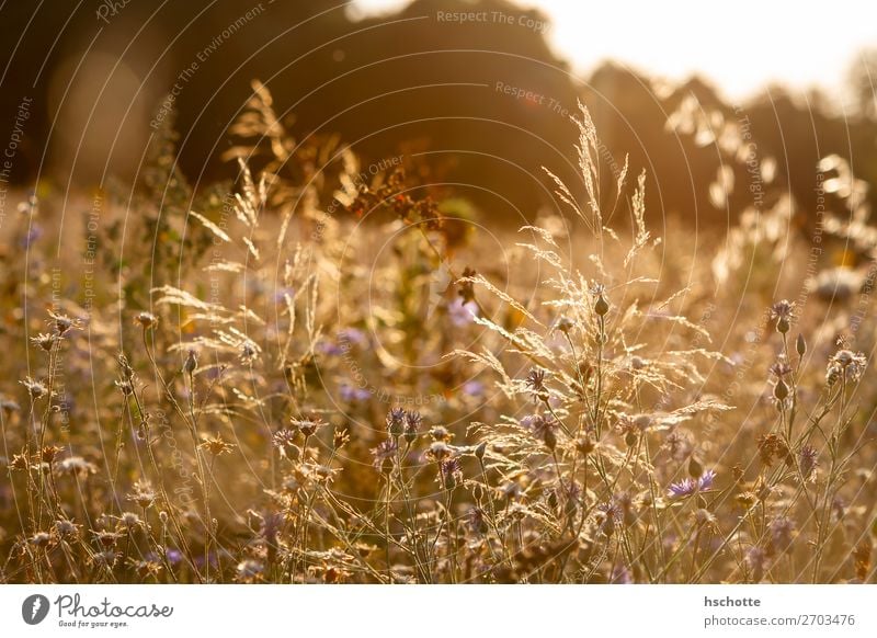 Wildflower meadow in the golden afternoon sun Environment Nature Landscape Plant Sun Summer Autumn Climate Beautiful weather Warmth Flower Grass Blossom