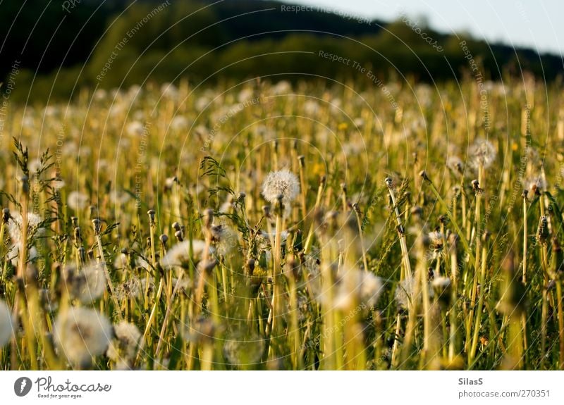 spring meadow Nature Plant Flower Grass Bushes Dandelion Meadow Hill Blue Yellow Green White Spring Colour photo Exterior shot Deserted Day Light Sunlight