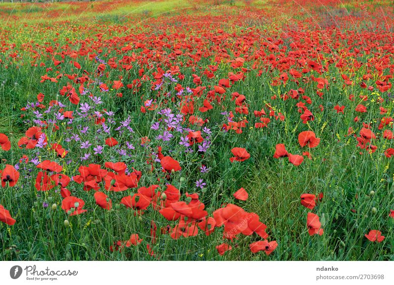 Field with red blooming poppies on a spring day Summer Nature Landscape Plant Flower Grass Leaf Blossom Wild plant Meadow Blossoming Fresh Bright Natural Green