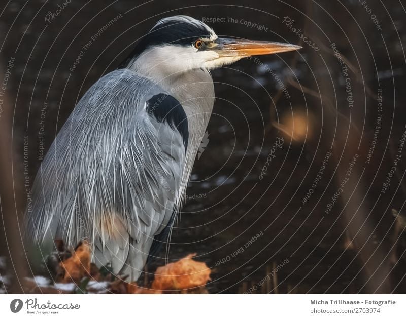 Grey heron at the river Nature Animal Sunlight Leaf River Wild animal Bird Animal face Wing Heron Beak Feather Eyes 1 Observe Glittering Hunting Stand Wait