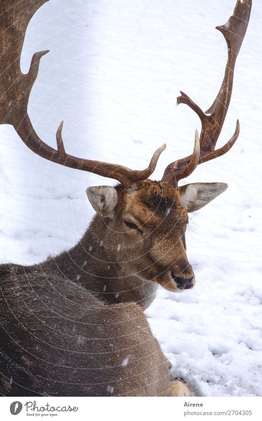 Appearance of old age | Imposing behaviour Fallow deer Wild animal Deer Observe Calm antlers Snow Winter Old Large naturally Brown Animal White Contentment