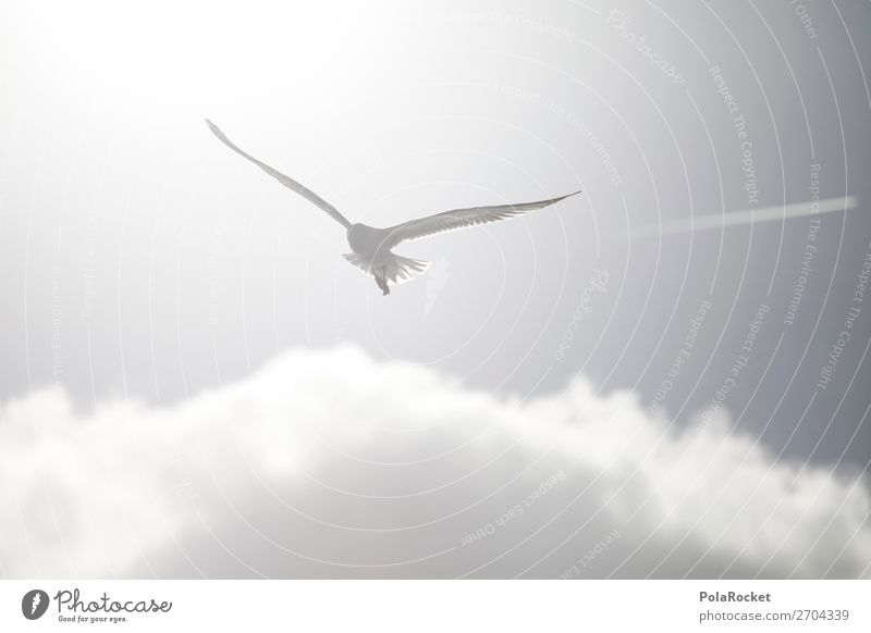#AS# High White Art Work of art Esthetic Flying Bird Bird's-eye view Flight of the birds Seagull Gull birds Floating Ease Bright Summer Sun Coast Animal