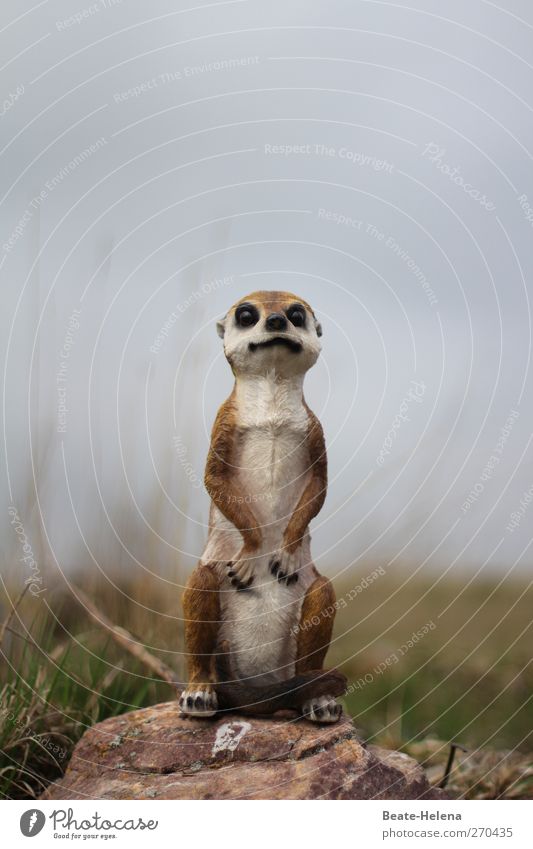 What's this? Animal Meerkat 1 Breathe Observe Growth Wait Exceptional Friendliness Curiosity Cute Beautiful Blue Brown Green White Emotions Self-confident Power