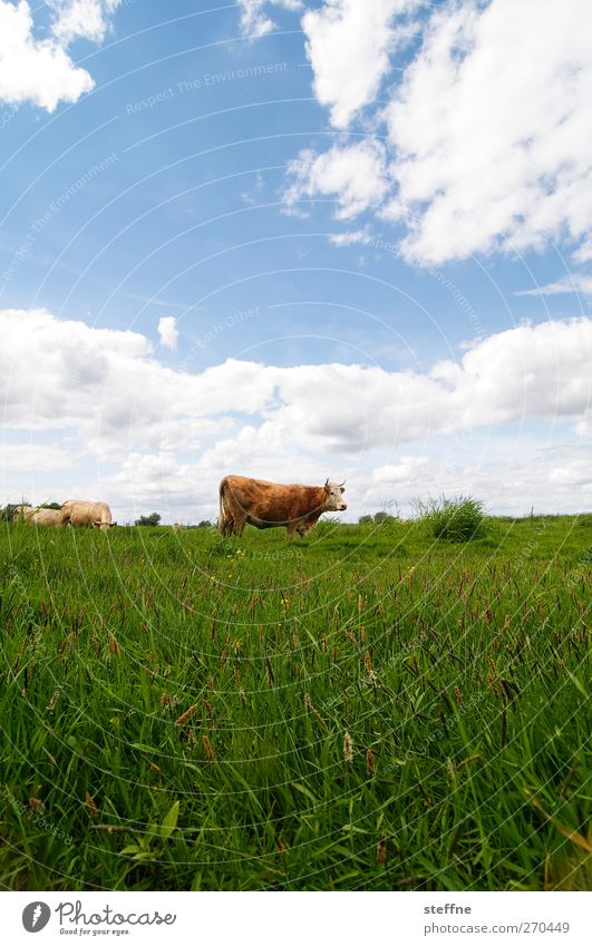 Careful, the cops are coming! Sky Clouds Beautiful weather Grass Meadow Field Farm animal Cow Bull 1 Animal Juicy Pasture Moo Colour photo Exterior shot