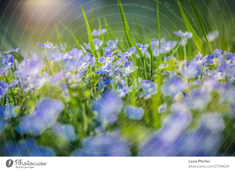 Field of fresh morning flowers in spring time Nature Landscape Plant Flower Grass Emotions Happiness Passion card Meadow flower Delicate Fragrant Delicacy Rural