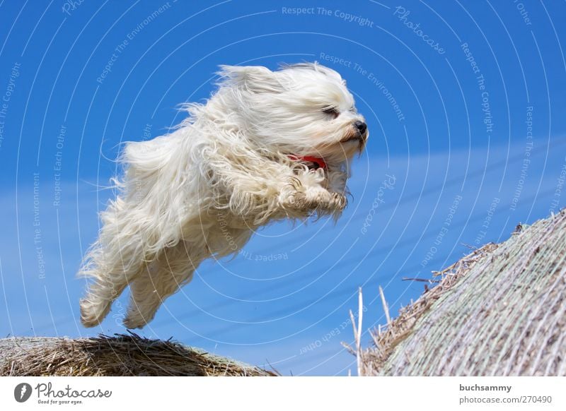 Flying Havanese Nature Air Pelt Long-haired Animal Pet Dog 1 Playing Jump Athletic Exceptional Cool (slang) Happy Speed Wild Blue White Brave eyes Neckerchief