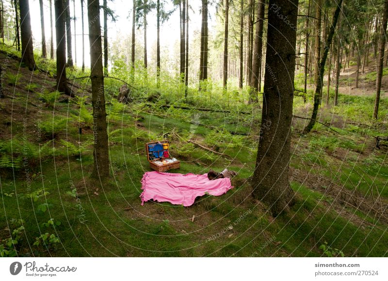 picnic Environment Relaxation Picnic Picnic basket Forest Trip Vacation & Travel Free Pink Places Clearing Teutoburg Forest Tree Colour photo
