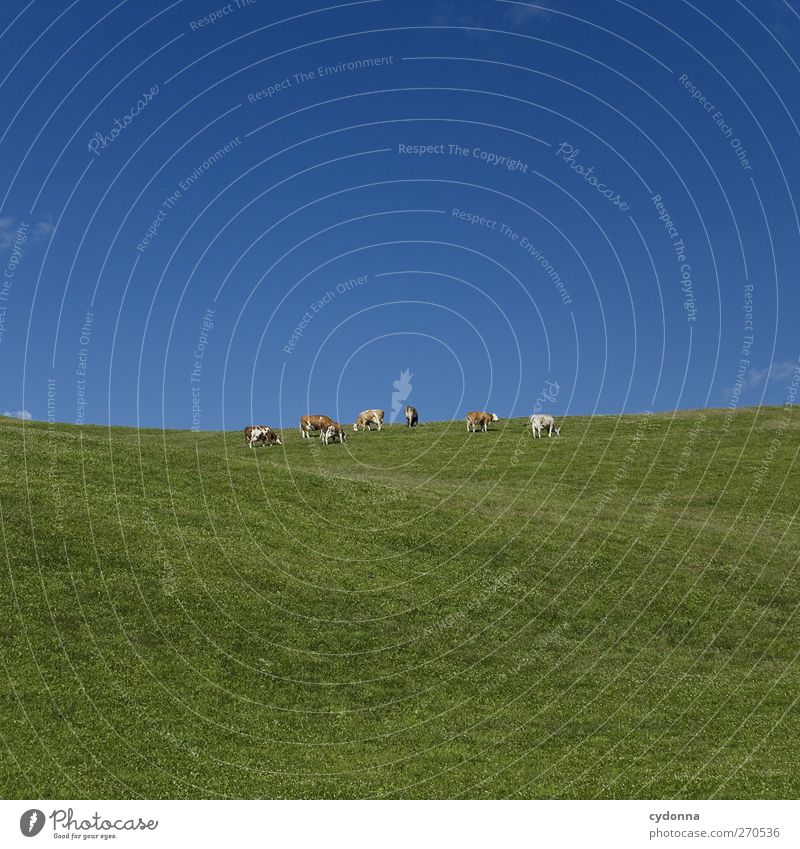 animal group on green/blue Healthy Harmonious Relaxation Calm Far-off places Freedom Agriculture Forestry Environment Nature Landscape Cloudless sky Summer
