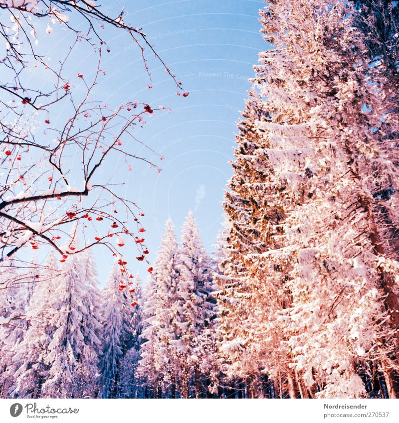 yellow berries Life Senses Calm Winter Snow Winter vacation Nature Landscape Plant Cloudless sky Beautiful weather Ice Frost Tree Bushes Wild plant Forest