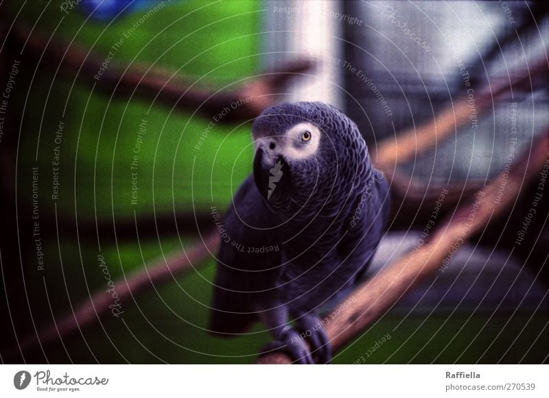 jacko Branchage Animal Zoo Parrots 1 Observe Sit Gray Green Window Colour photo Exterior shot Deserted Day Blur Central perspective Animal portrait