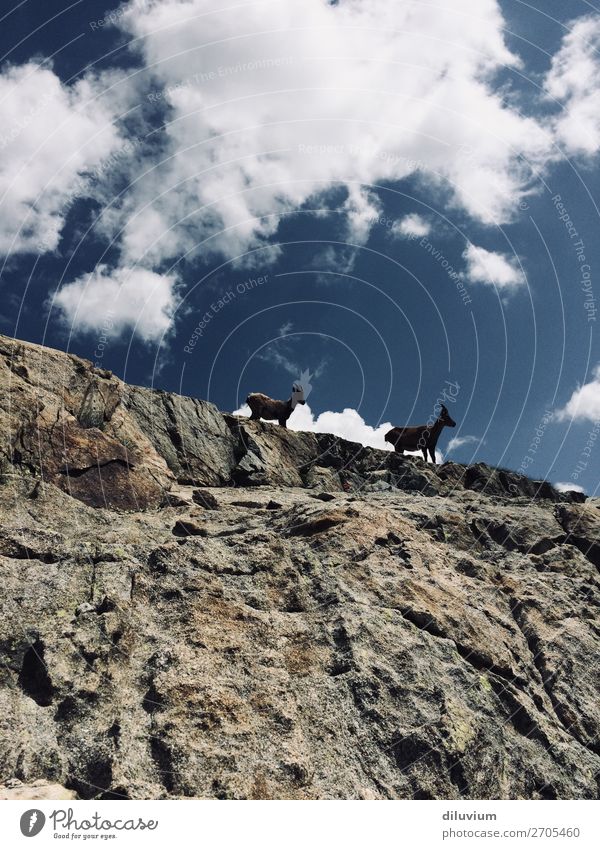in twos Nature Sky Clouds Rock Mountain Animal Wild animal Capricorn 2 Stand Natural Black & white photo Exterior shot Structures and shapes Day Worm's-eye view