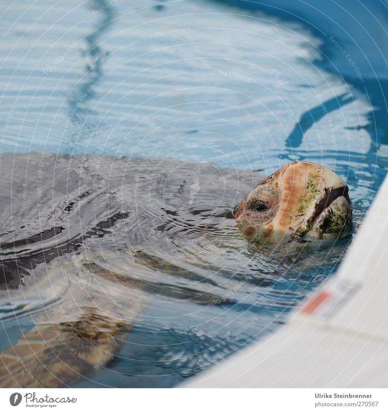 take a breath Animal Wild animal Zoo Aquarium Turtle Green turtles 1 Old Breathe Swimming & Bathing Looking Sadness Exotic Wet Safety Protection Love of animals