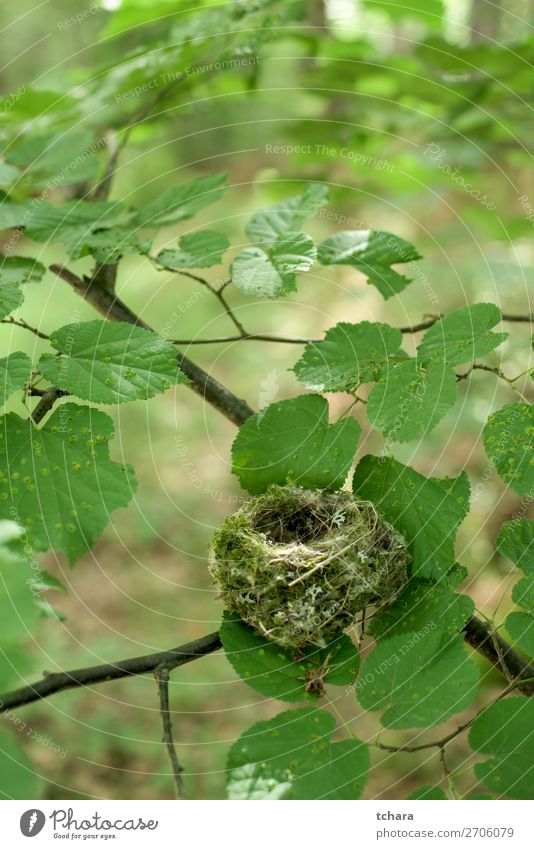 Empty nest of the tree Life Easter Man Adults Environment Nature Animal Tree Leaf Forest Building Bird Sit Small Natural Wild Green Colour Nest wildlife