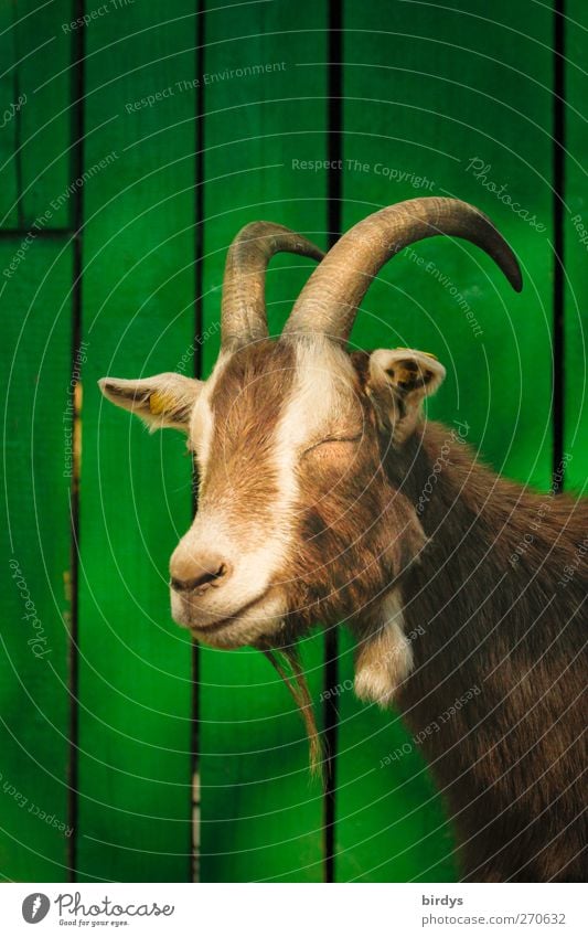 horned brown goat with closed eyes in front of green board wall. Goat portrait Goats 1 Animal Relaxation Sleep Authentic Closed eyes animal portrait Fatigue