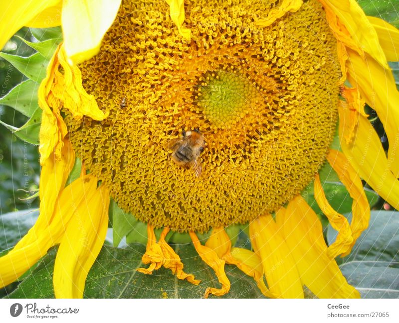 sunflower Bumble bee Sunflower Flower Plant Yellow Insect Blossom Leaf Blossom leave Macro (Extreme close-up) Nature