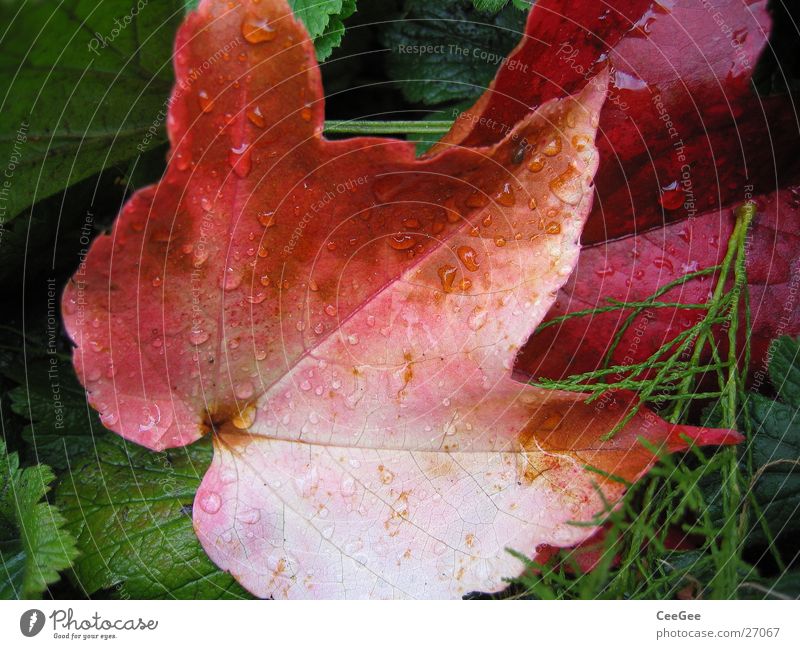 leaf Leaf Autumn Virginia Creeper Red Rain Plant Wet Damp Nature Drops of water Water