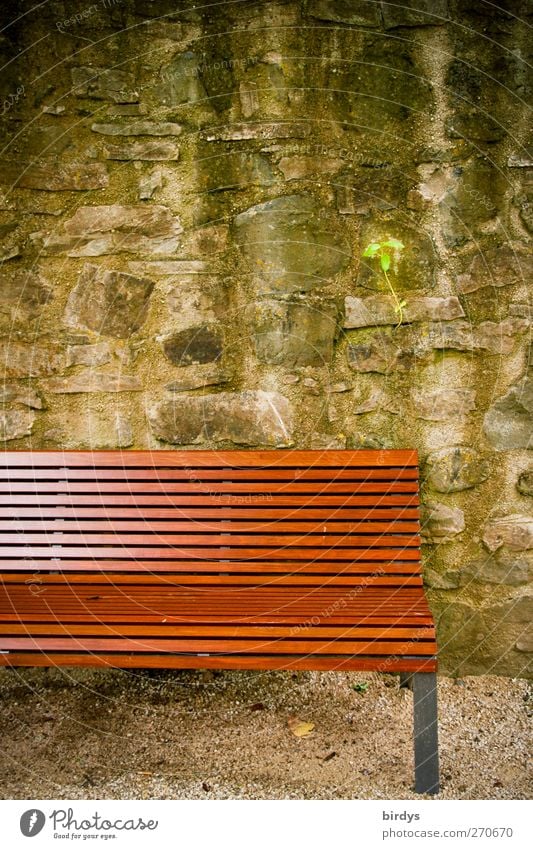 deceleration opportunity Plant Park Wall (barrier) Wall (building) Stone wall Authentic Simple Calm Relaxation Park bench Break Partially visible Colour photo