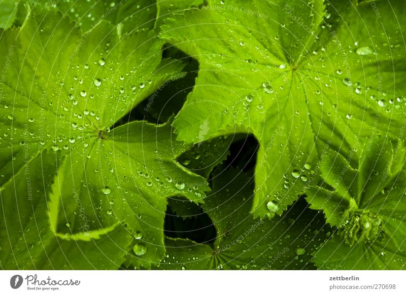 Dewdrop macro for Carlitos Summer Garden Environment Nature Landscape Plant Climate Weather Storm Thunder and lightning Leaf Foliage plant Park Good early Sky