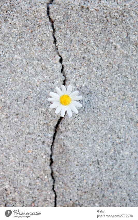 Daisy born from a crack in the asphalt Life Summer Environment Nature Plant Flower Street Concrete Old Growth Natural Strong Yellow Green Power Loneliness