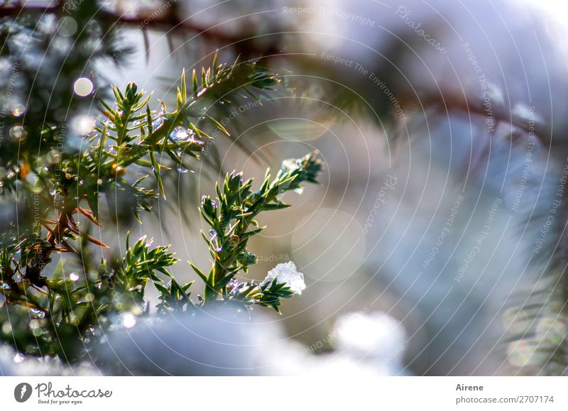 Juniper in winter dress II Winter Beautiful weather Ice Frost Snow Twigs and branches Freeze Glittering Fresh Cold Natural Positive Thorny Blue Green White