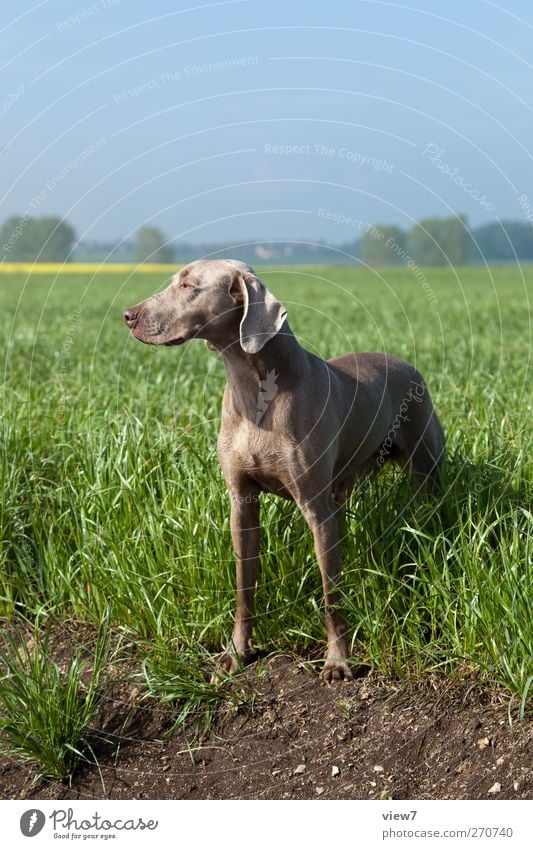 Weimaraner Environment Nature Landscape Cloudless sky Beautiful weather Agricultural crop Field Animal Pet Dog 1 Observe To enjoy Playing Hiking Authentic