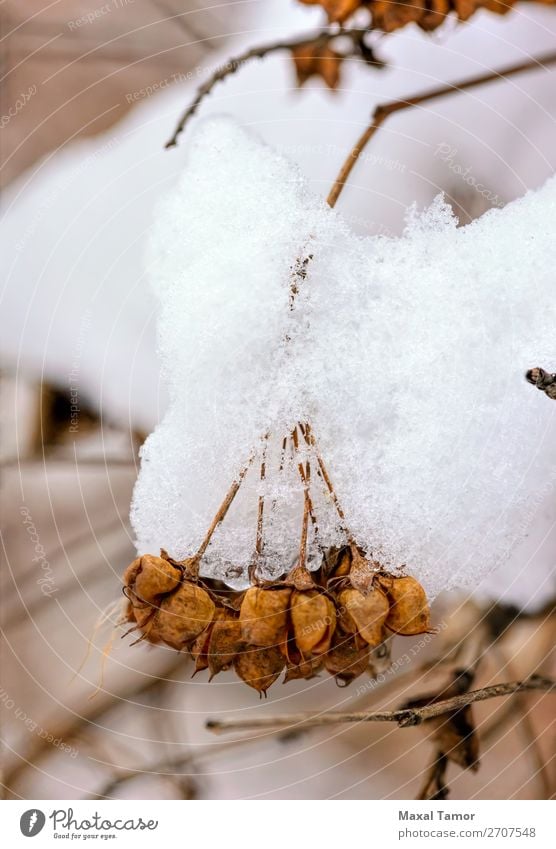 Snow on Seeds in their Pods Winter Christmas & Advent Nature Plant Tree Forest White branch cold crystal December February Frost Frozen ice icy January November