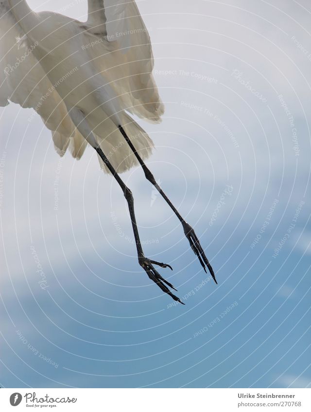 300 / No reason to take off Environment Nature Animal Air Sky Clouds Spring Beautiful weather Wild animal Bird Wing Claw Great egret 1 Flying Exotic Free Thin