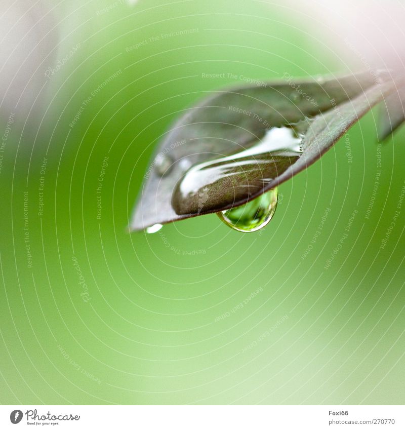 Water gives life Drops of water Spring Rain Leaf Meadow Authentic Fluid Fresh Glittering Wet Natural Green White Spring fever Beautiful Watchfulness Life Thirst