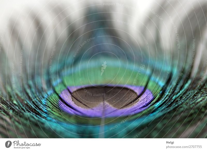 extraordinary macro shot of a peacock feather with view into the center Peacock feather Lie Esthetic Exceptional Uniqueness Near natural Gray green Violet White