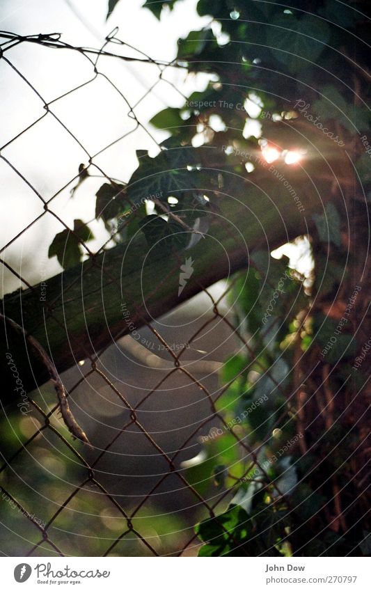 wire mesh fence makes me feel alright Sunlight Spring Summer Plant Bushes Growth Longing Homesickness Wanderlust Loneliness Ivy Wire netting Fence Sunrise