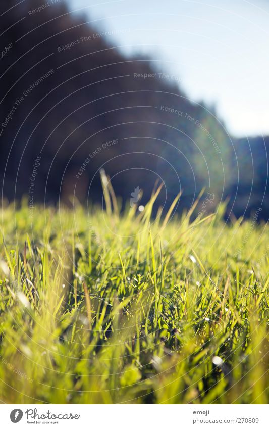 grass green Environment Nature Summer Beautiful weather Grass Meadow Fresh Green Colour photo Exterior shot Close-up Detail Macro (Extreme close-up) Deserted