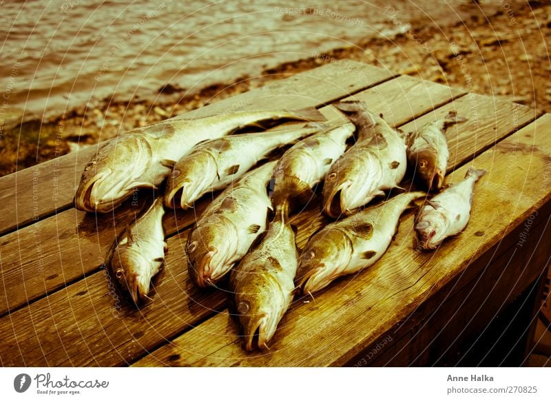 Cod swarm in Alt Fish Sushi Group of animals Flock Catch Captured pilkers Bait Success Pork tenderloin Kill Coast Wood bartel Fin Fish bone Eel High sea