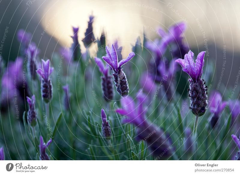 Lavender in the evening Nature Plant Sunlight Spring Bushes Garden Growth Exotic Natural Wild Brown Yellow Gold Green Violet Esthetic Fragrance Colour