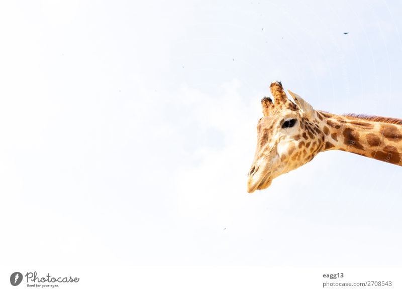 Cute giraffe under the blue sky Exotic Beautiful Face Vacation & Travel Tourism Safari Zoo Environment Nature Landscape Animal Sky Virgin forest Wild animal