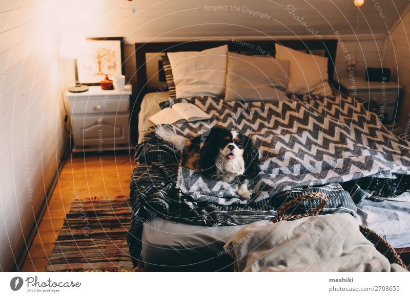 cozy winter home with dog sleeping on bed Tea Lifestyle Relaxation Leisure and hobbies Reading Winter House (Residential Structure) Book Autumn Warmth Hut Dog