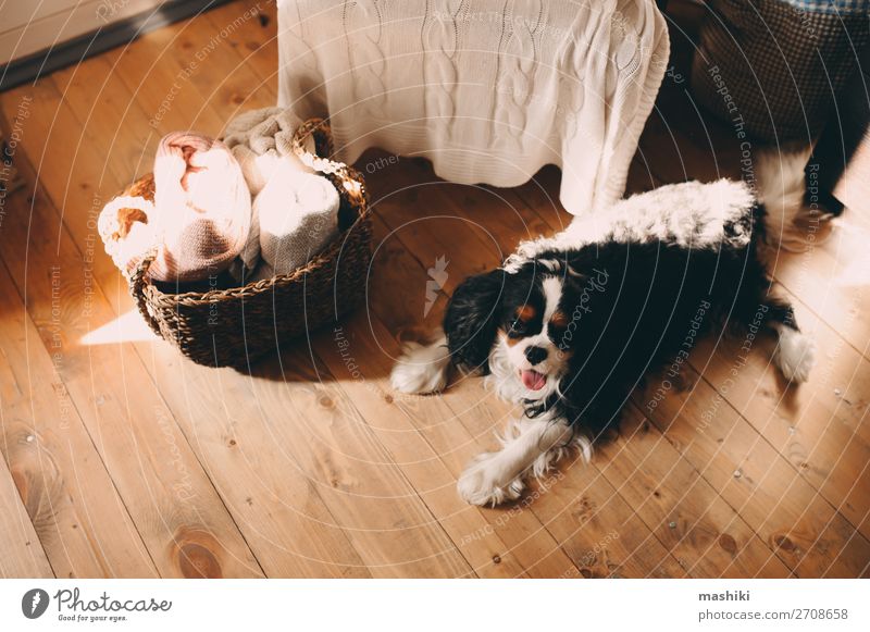 cavalier king charles spaniel dog relaxing at home Happy Beautiful Relaxation Friendship Animal Warmth Fur coat Pet Dog Sleep Small Cute Black White