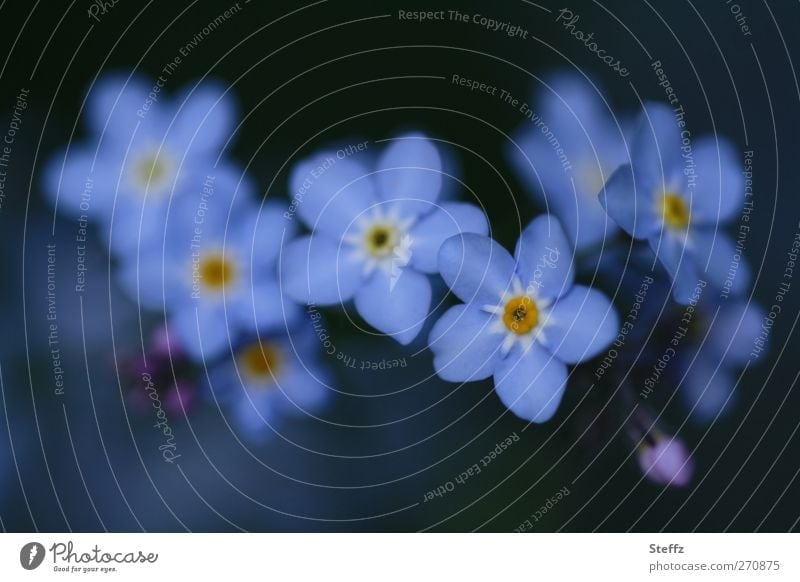 Forget-me-not together wild plants spring flowers romantic Blossom Decent Spring flower Blossoming flowering flower Esthetic Near Blue Romance blue-grey blossom