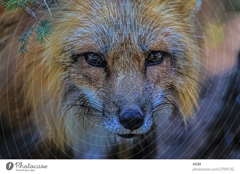 close-up fox portrait Face Hunting Nature Animal Forest Wild animal Dog Animal face 1 Observe Looking Astute Curiosity Smart Yellow Gold Orange Black White