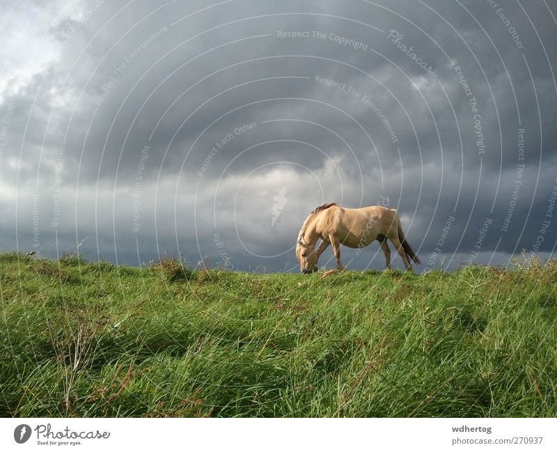 Sunlit horse and rain clouds Animal Clouds Storm clouds Sunlight Summer Bad weather Field Wild animal Horse 1 Observe Brown Gray Green Environment To feed