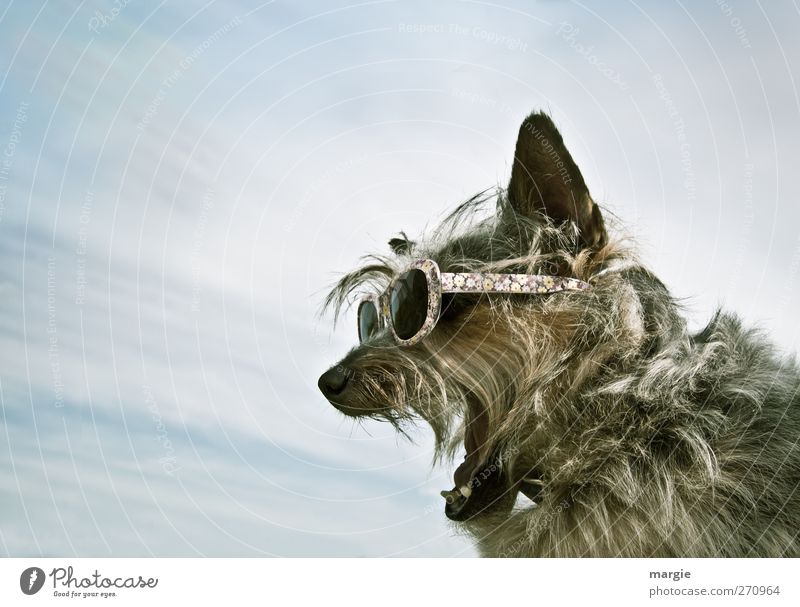 Everybody listen....a dog with glasses that barks Sky Clouds Sunlight Summer Pelt Accessory Eyeglasses Sunglasses Animal Pet Dog Animal face Teeth Ear