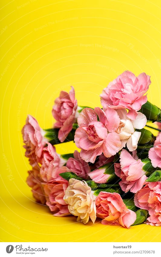 bouquet of pink carnations flowers Elegant Style Design Feasts & Celebrations Valentine's Day Wedding Birthday Nature Plant Flower Bouquet Natural Yellow Green