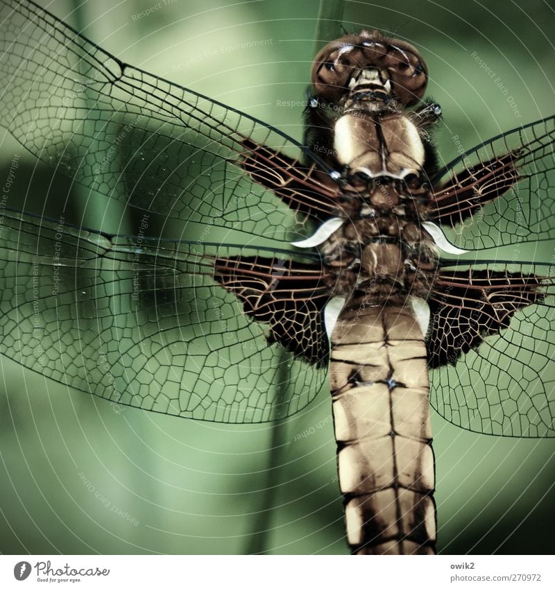 individualist Elegant Design Environment Nature Animal Climate Beautiful weather Wild animal Wing Dragonfly 1 Sit Wait Exotic Uniqueness Near Natural Green