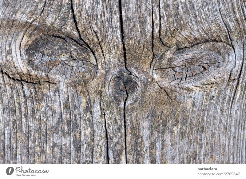 Isegrim, I'm afraid there's signs of aging. Terrace Wooden board Animal face Line Looking Old Threat Creepy Gray Emotions Moody Fear Bizarre Nature Whimsical
